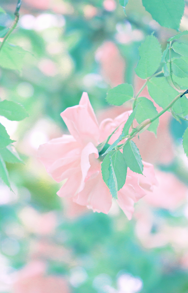 Eco この前カフェで隣にいた女子高生が ピンクの花の写真を待ち受けにすると純粋で初恋みたいな恋愛ができたり 恋の願いが叶うらしいよ でもなかなか写真が見つからない と話していたので勝手に待ち受け作ってみました 彼女まで届けばいいな