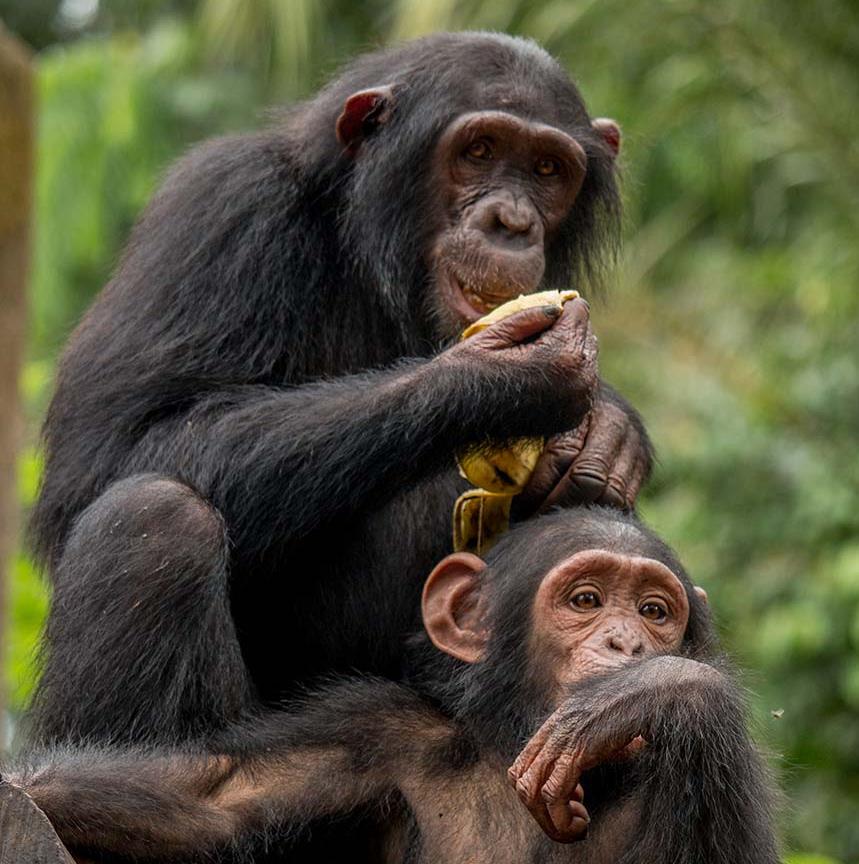 Voedselcrisis apenopvangcentrum
Er is geen geld om eten te kopen voor de apen. Help de apen! Radio 538 #geenprobleem
