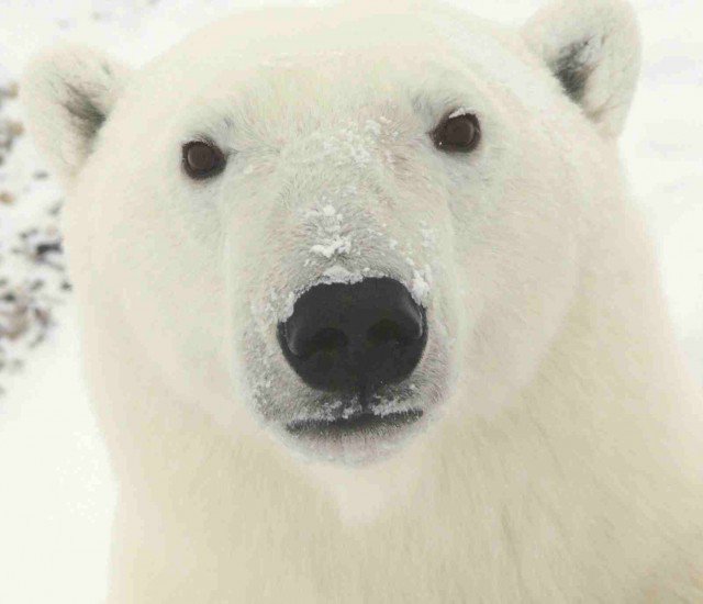 WorldBeerComp's tweet image. Polar bear raids BBC film crew #wine supply #HappyFriday! ow.ly/37Jfyy #beverage