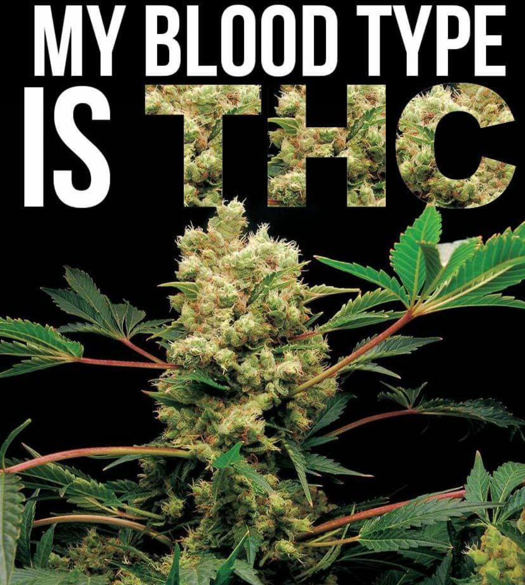 jdogg2979420's tweet photo. Blood type =THC #StayLifted https://t.co/i2IsqTIV8s