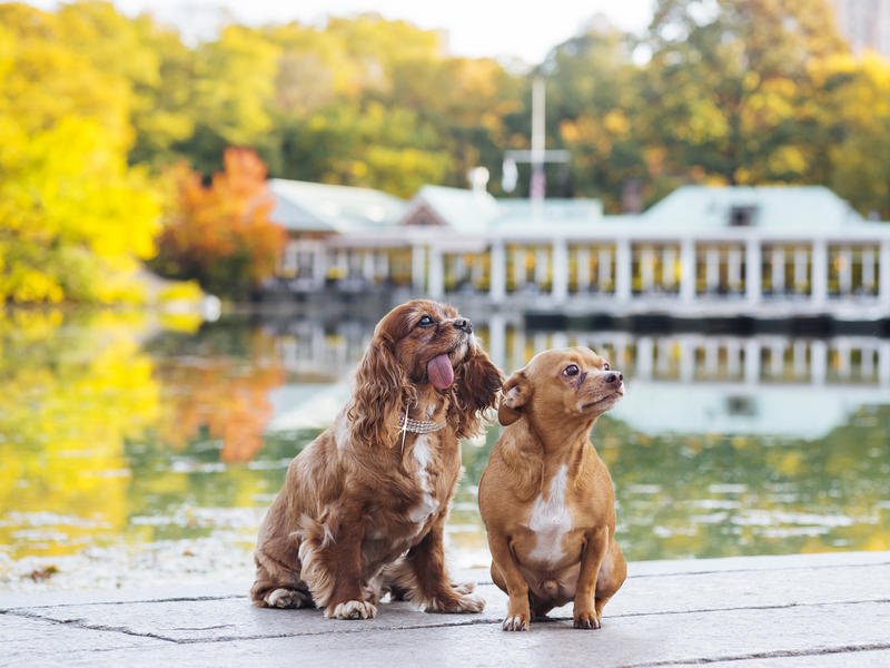 Zola's tweet image. Meet our latest (and 1st dog) #ZolaCouple #toastmeetsworld&amp;amp; @friendsofFINN. Read on @people peoplepets.com/node/3159011