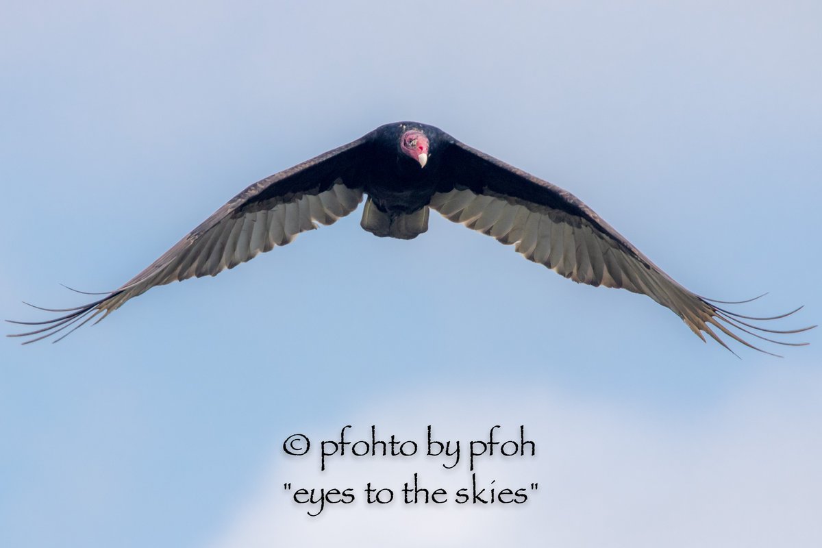 GailPfoh's tweet photo. Turkey Vulture, Amelia Island, FL #LoveVultures #LOVEVULTURES #birds #pfohtobypfoh #birding #nopesticides #raptor https://t.co/j7nflkrxnX