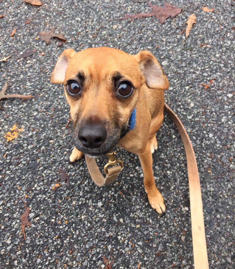 Sex Male Age 1 Y O Breed Chihuahua Min Pin Mix Meet Kelly Saturday