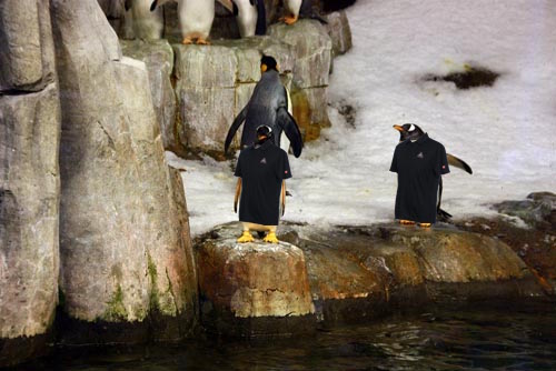 Even the <a href="/EspacePourLaVie/">Espace pour la vie</a> penguins are getting into the #BluePoloDay Spirit for #SCNC15.