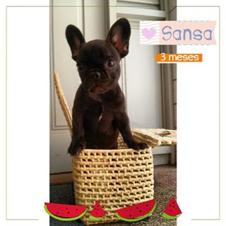 Frenchie_Cute's tweet image. 🐶 My dog! #fuzelapp #frenchie #frenchbulldog #Bulldog #bulldogfrances findelight.net/frenbull_detai…