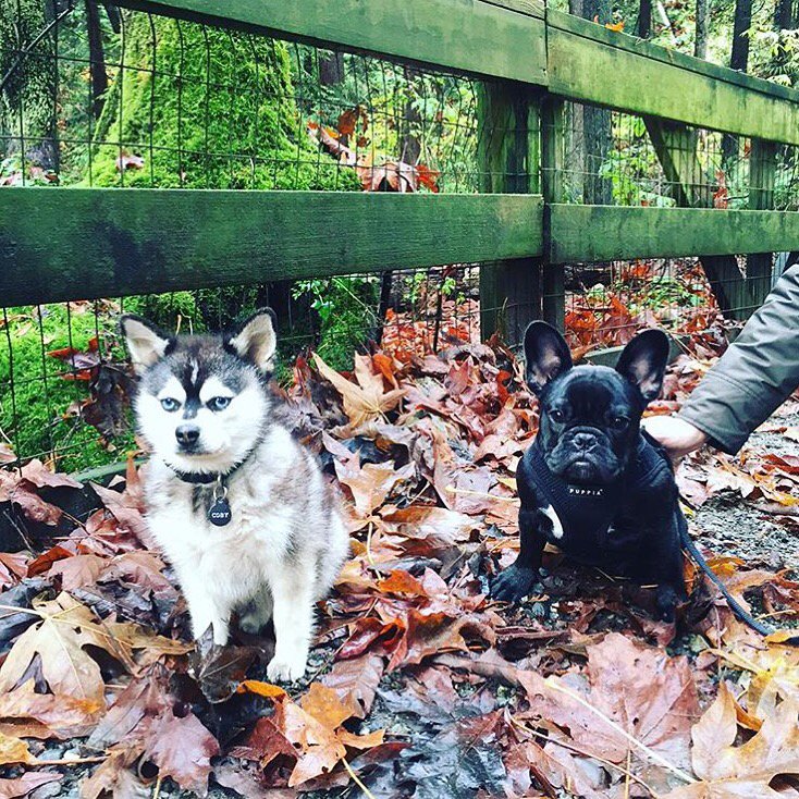 lower_lonsdale's tweet photo. Dogs of Lolo: Meet Mia the Frenchie and Coby the Kleekai #dogsoflolo #lowerlonsdale #northvan #northvancouver https://t.co/0doRSkMWr8