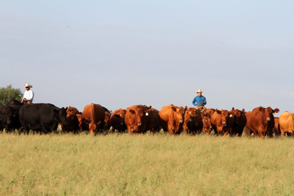 TexasFarmBureau's tweet photo. Animal welfare drives #Texas ranches: https://t.co/M0dsj1527Y. #AgChat https://t.co/kz65hi59CK