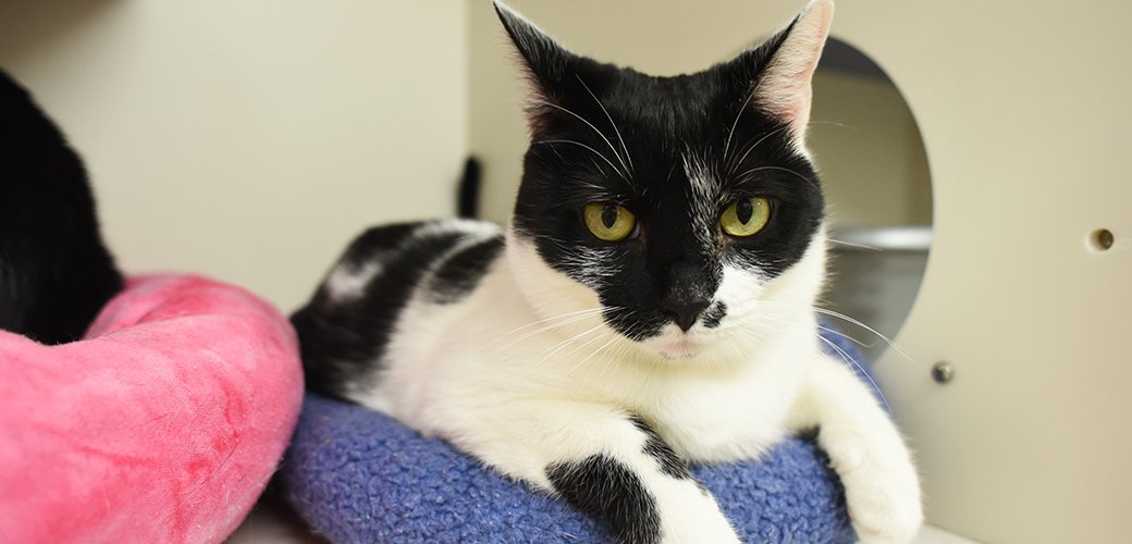 Cate was rescued from a hoarding situation. Find out how she's doing now! bit.ly/1MMuPgA #happytail