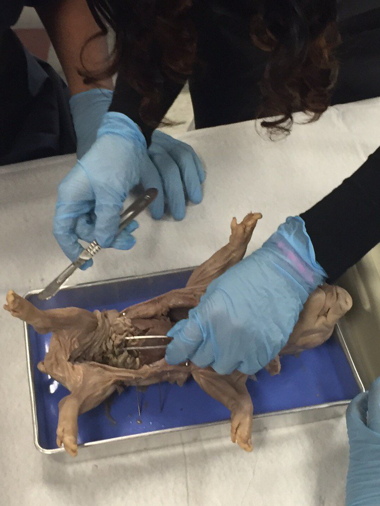 amywallaceNCISD's tweet photo. HEB Prize Posse &amp; fetal pig autopsies. Big day for Ms. Newsom &amp; the Criminal Justice Program. #humbleCTE #HumbleISD https://t.co/igr4lNdZg1