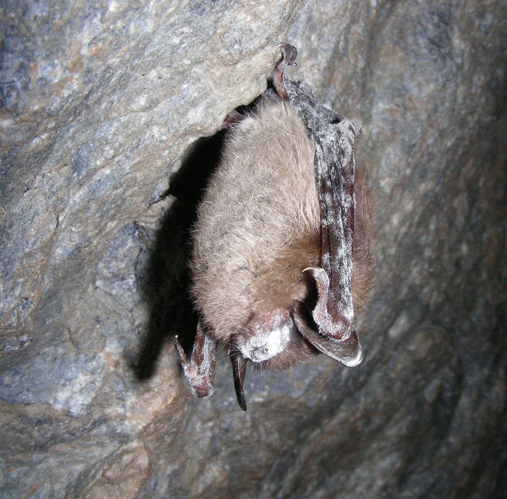 USFWSNortheast's tweet photo. Think Friday the 13th is scary? #Whitenosesyndrome fungus spreads to 30th state-Nebraska https://t.co/9Hwosv1I2f https://t.co/l4XcZt2IfO