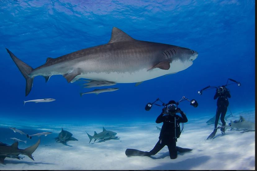 ¿preparados para compartir con nosotros expediciones <a href="/NatGeo/">National Geographic</a>? HOY 🕙19.30h DOMUS | Gratis, con traducción simultánea.