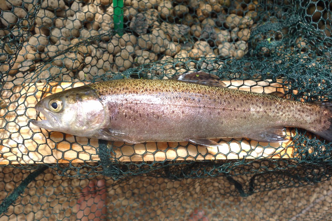 Accueillir les poissons dans son système d'aquaponie ? Tous les détails pour réussir ici :
wp.me/p46un4-Of