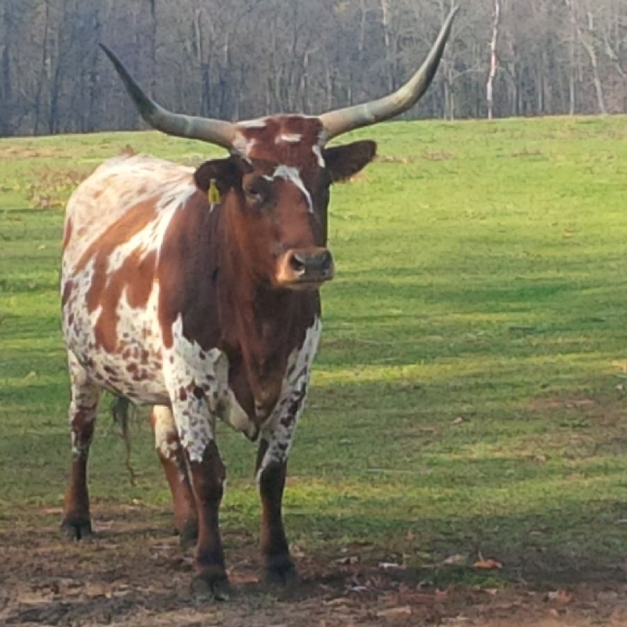 BobDesautels's tweet photo. #TexasLonghorns down at @YURanch in @Tilsonberg, Ontario. https://t.co/KODLKQ4ZLB