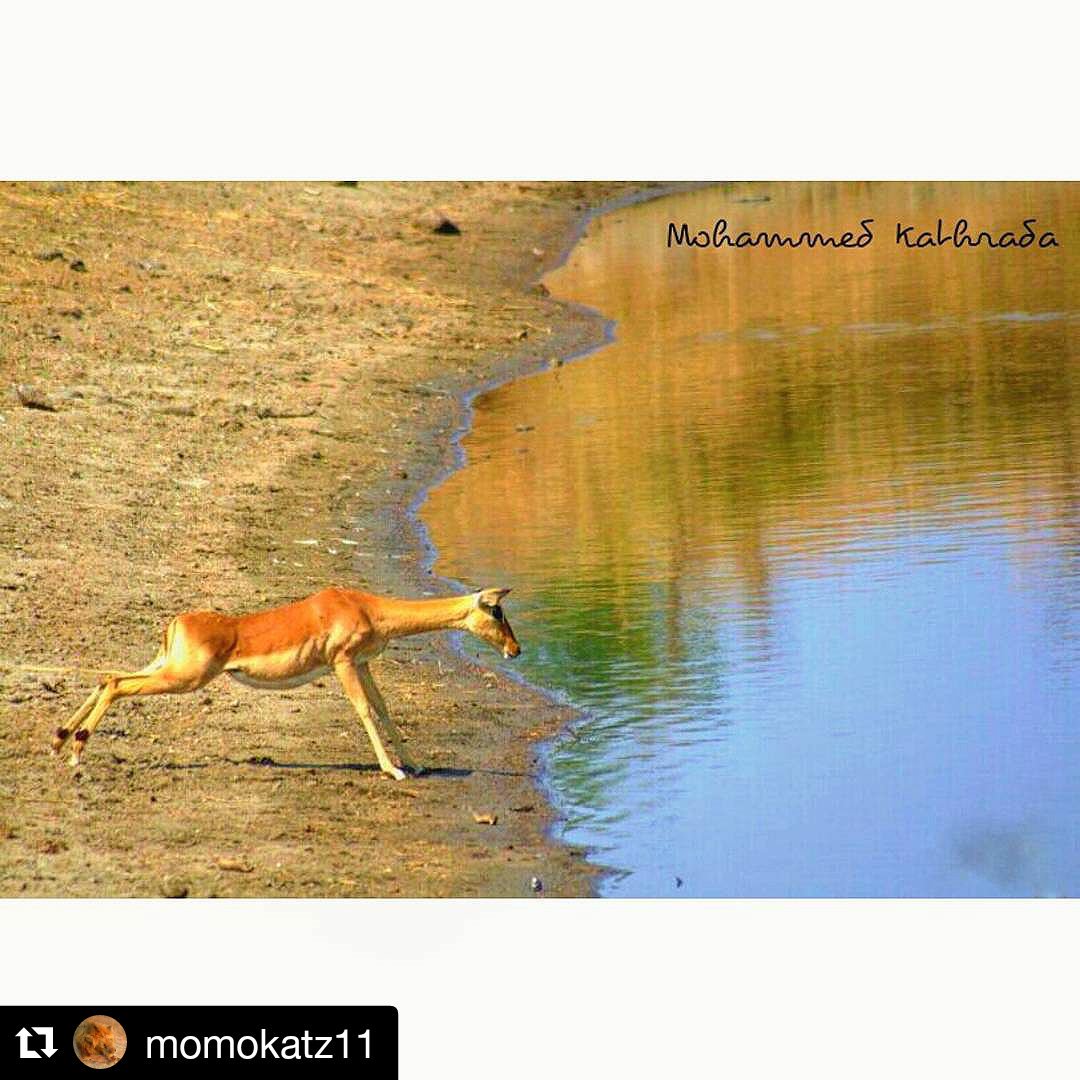 GreenDeenSA's tweet photo. More like "Water? Is that you?"💧#GuidingWaters
"@momokatz11:
Weekend? Is that you? 🐾🌱 #krugernationalpark #impala" https://t.co/ZTD5EIDWiw