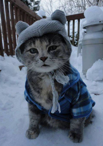 mosazab9's tweet photo. MOM, I know it's warm but what if my friends see me @MrMoustacheCat @BanditoCatticus @AmeowliaFurhart @vunstar @Cats https://t.co/oKMZfQ73zO