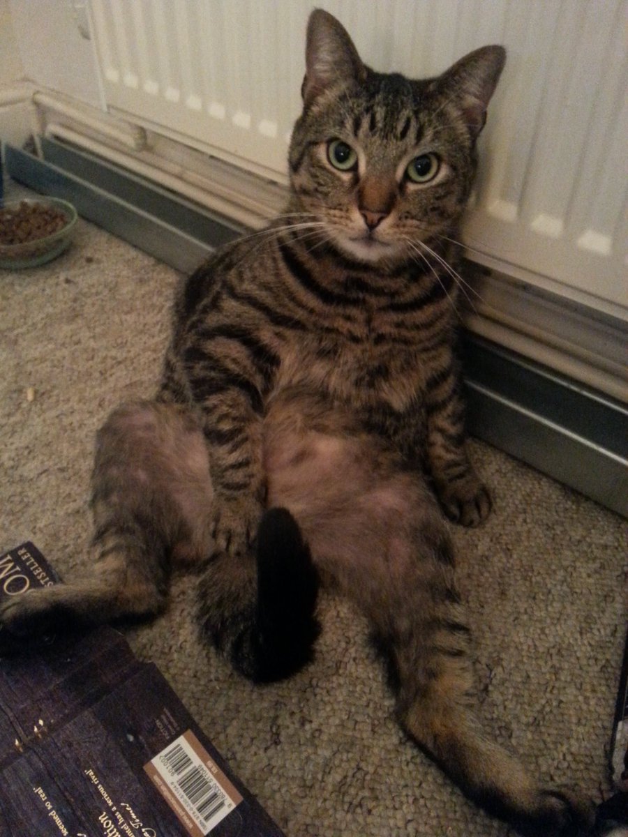 drclarelewis's tweet photo. My cat is sad cos he thinks 'Playboy', but a top kitty model scout sneered 'Readers' Mogs' @cox_tom @MYSADCAT https://t.co/YbXVWoX1cO