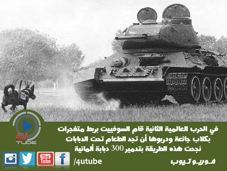 4UTube1's tweet photo. الكلاب المضادة للدبابات 
#4UTube1 @4UTube1 https://t.co/hPYaHzaQB8