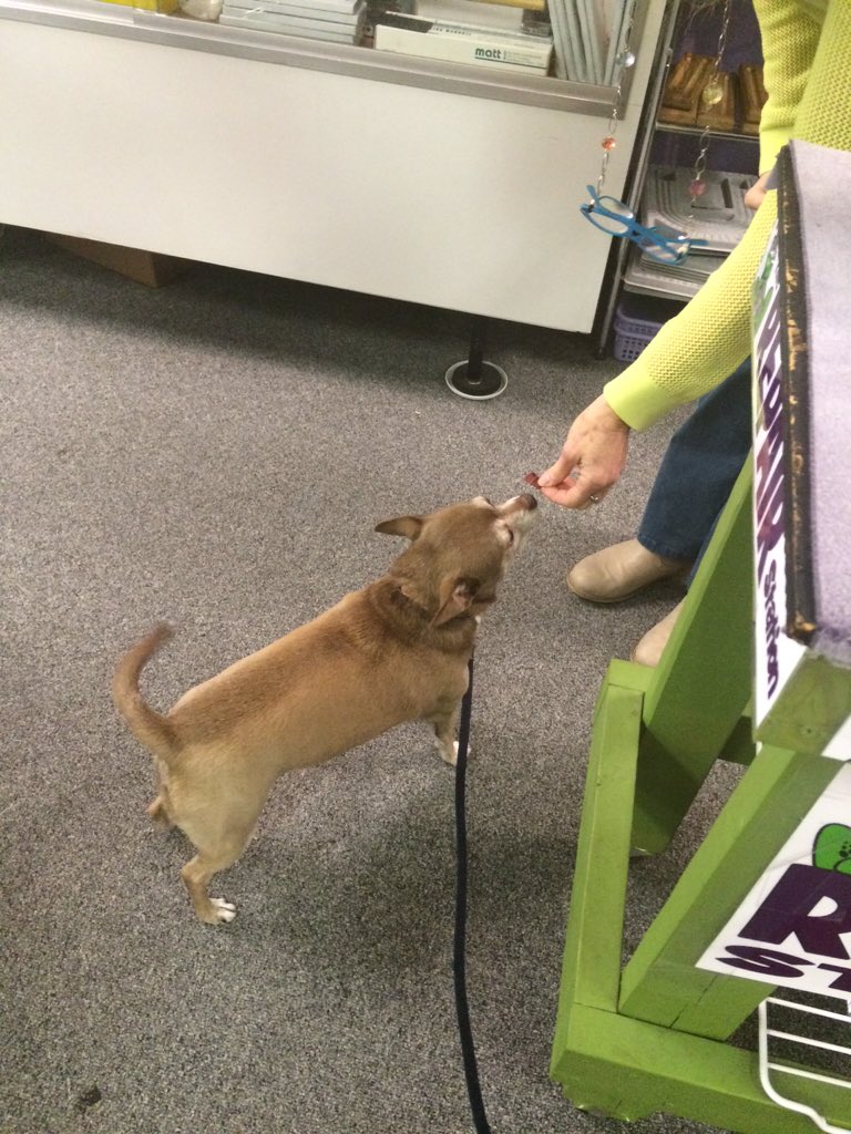 AlfieTheBold's tweet photo. Got a treat from the bead lady for being a good boy while we fixed my human's mati bracelet! #exploring #happypup https://t.co/9QvRnJC2GT