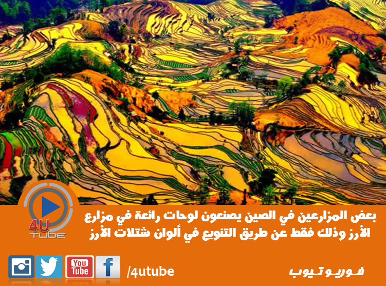 4UTube1's tweet photo. حقول الأرز الملونة .. 
#4UTube https://t.co/4GvJcHYnKD