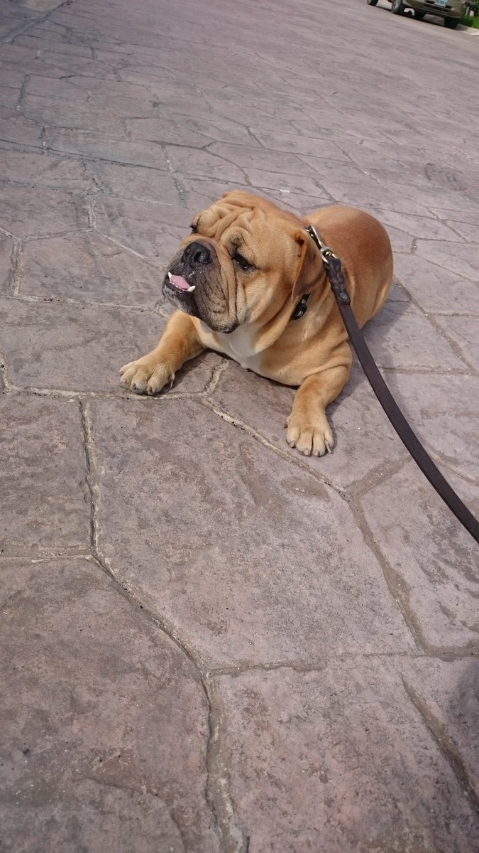 ivan estrella gomez tweet media