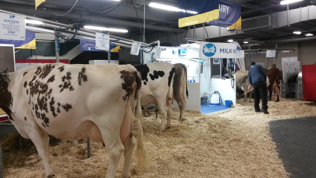 MySpringflo's tweet photo. Soon time for #milkingdemo @#trawf https://t.co/BakhJEDZvn