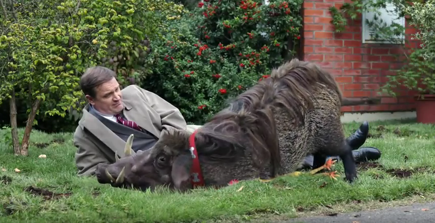 CreativeReview's tweet photo. A hog is for life, not just for Christmas – some lovely touches in the Canal+ seasonal spot https://t.co/iOZ1YdGvkk https://t.co/C9xvJZcfAD