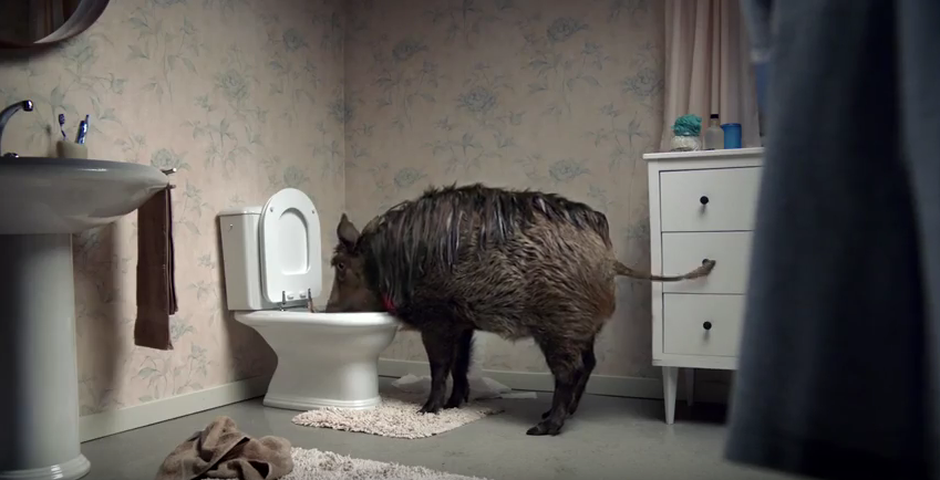 CreativeReview's tweet photo. A hog is for life, not just for Christmas – some lovely touches in the Canal+ seasonal spot https://t.co/iOZ1YdGvkk https://t.co/C9xvJZcfAD