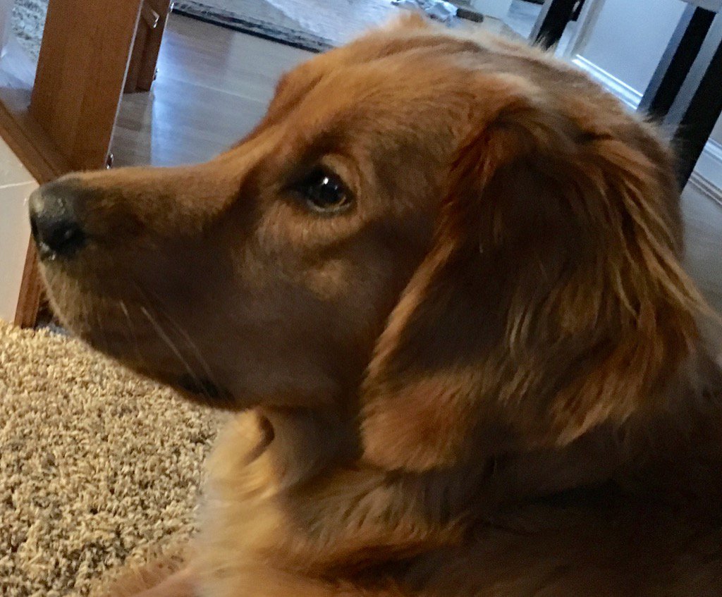 HaleyTheGolden's tweet photo. Pic of the day https://t.co/fNBSpb7LO6