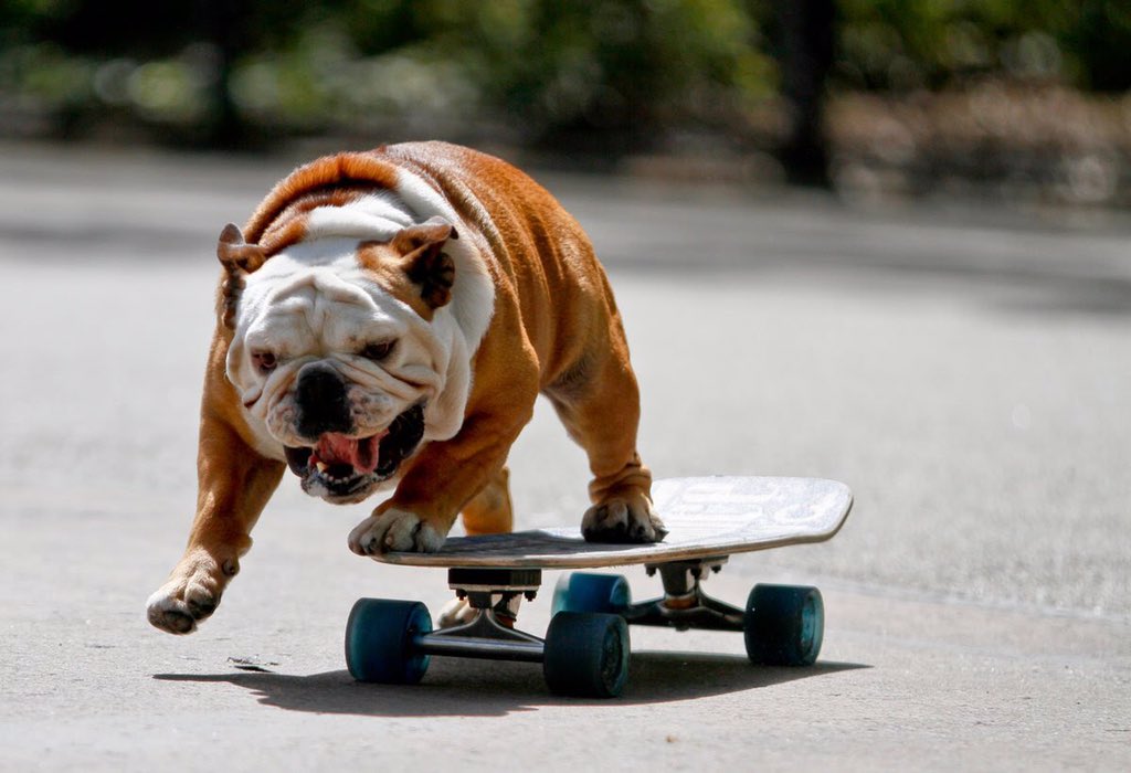 Можно ездить на собаке. Бульдог Отто на скейте. Собака на скейте. Спортивные животные. Веселая собака.