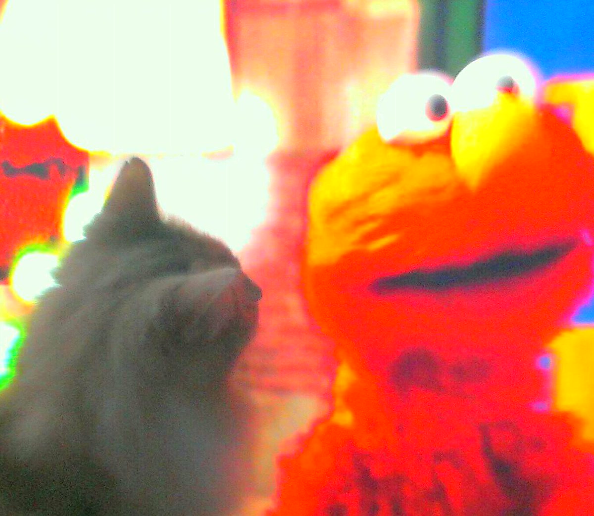 jassionsmama's tweet photo. My cat is in love with a little furry red puppet
#ElmoLove
#SesameStreet https://t.co/GqWZWj0c9q