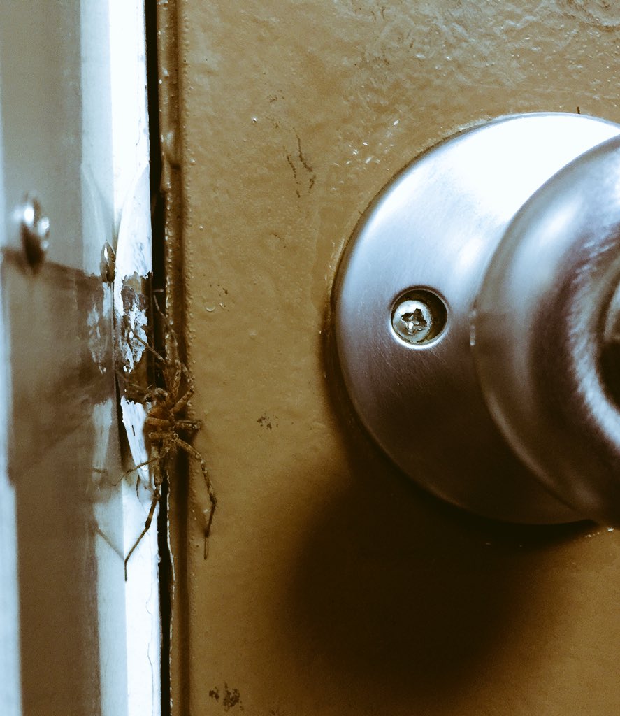 the1beard2rule's tweet photo. Sneaky little spider tried to get me. I, however am a bearded ninja and got him first. #beardninja https://t.co/Yk9XngwSH6