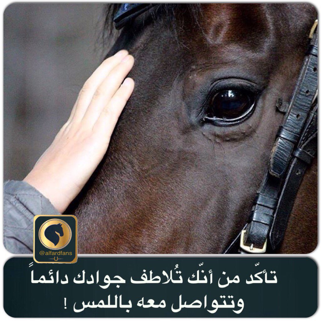 alfardfans's tweet photo. تأكّد من أنّك تُلاطف جوادك دائماً وتتواصل معه باللمس ! https://t.co/ZeXmsTZQEj