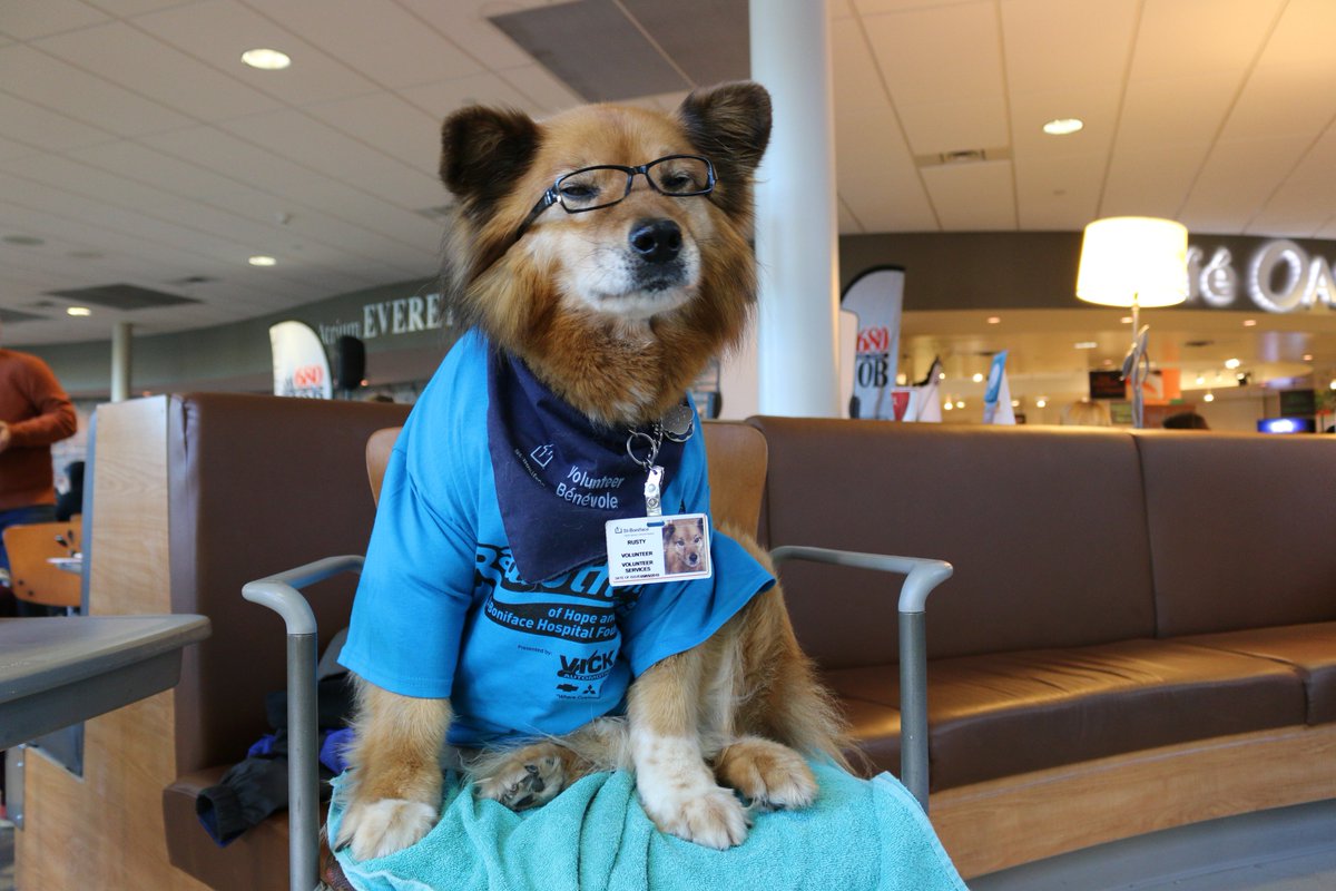 rusty the therapy dog