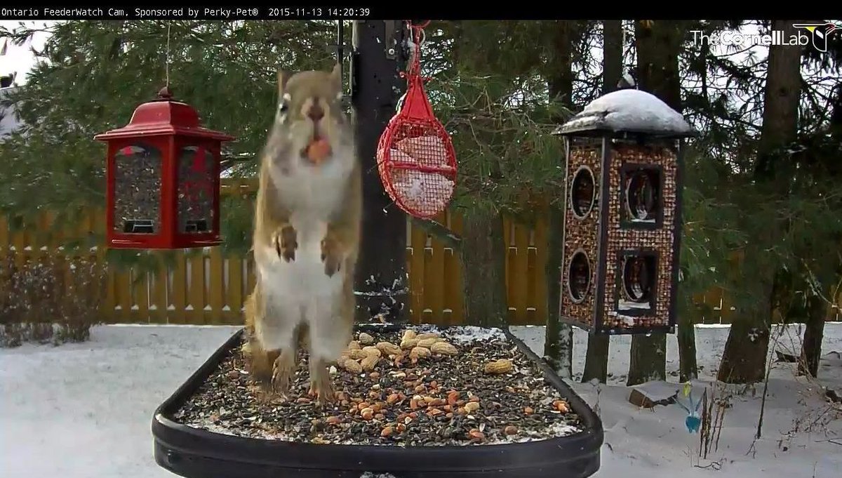 FeederWatchCam's tweet photo. 14:20 11/13 The red squirrel’s principal habitat is the coniferous forest. He is putting on a show! #feederwatchcam https://t.co/Ym9ZtseoHN
