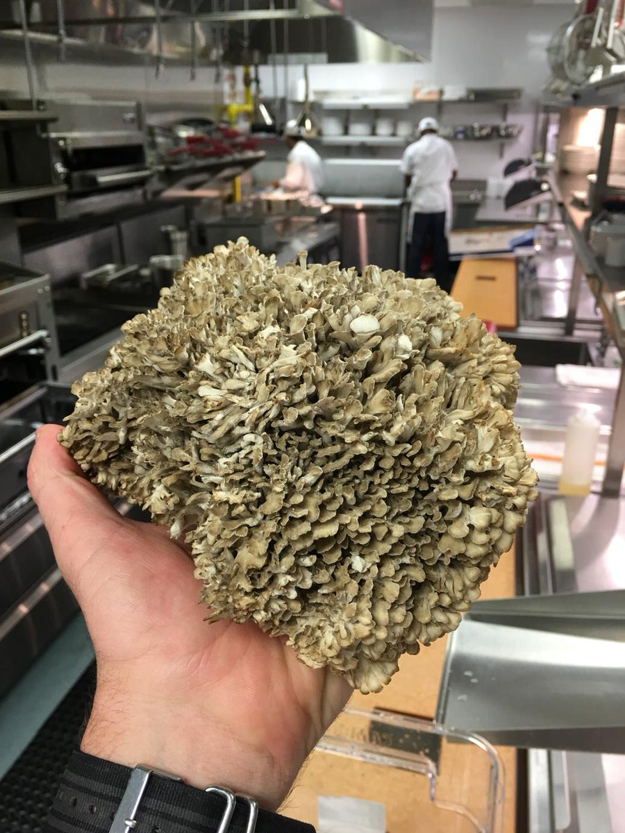 parsonssethd's tweet photo. Maiitake mushrooms aka hedgehog, can see why? #chefstuff https://t.co/XrEgr6eofO