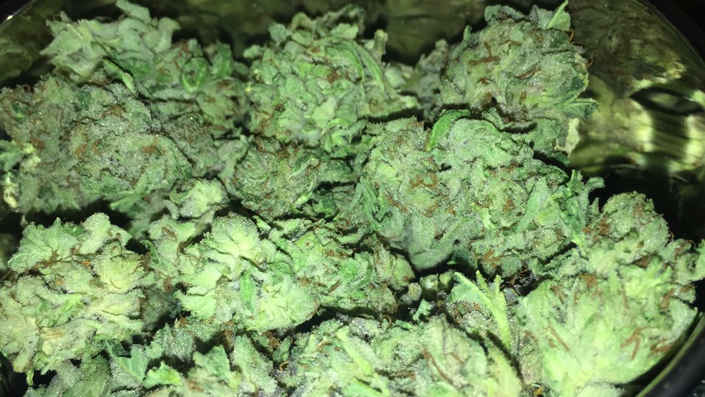 HelloMyStrainIs's tweet photo. Hello My Strain Is Hindu Kush!! 1 of my favs!!
@BudPictures @420 @DankPost @StrainsWeed @BuckNasty63 @JavieGtruGame https://t.co/6ELkzpHWWN