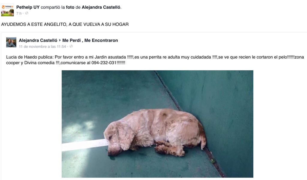 <a href="/pethelpuy/">Pethelpuy</a> <a href="/ASHcomUY/">Animales sin Hogar</a> <a href="/ANIMALHELPUY/">Mary Brown</a> <a href="/AnimalesUy/">animales perdidos uy</a> @AnimalesUruguay <a href="/ANMcomUY/">El Portal de las Mascotas</a> <a href="/MascotasUruguay/">Mascotas en Uruguay</a>