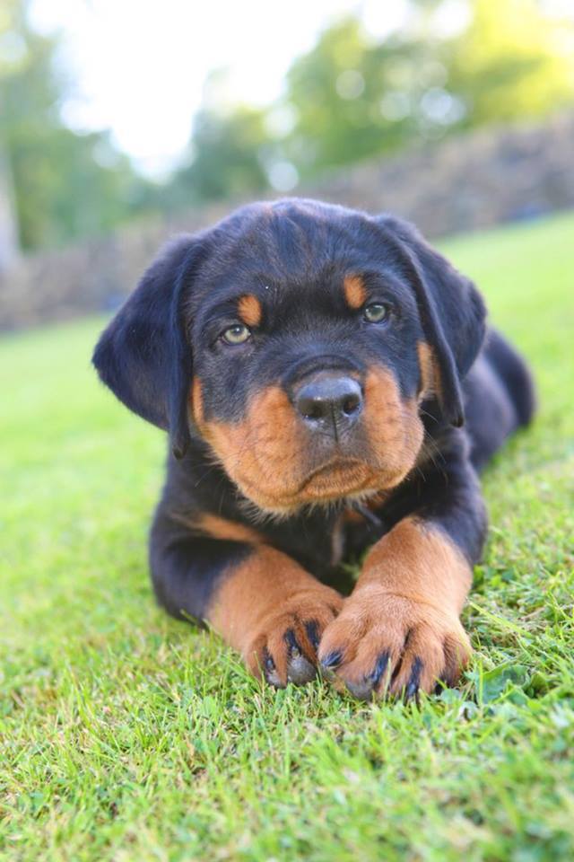 RottieFanClub's tweet photo. How CUTE is this puppy on a scale from 1-10?

Like ✔ Comment ✔ Share ✔ https://t.co/Gl1SSVaBJn