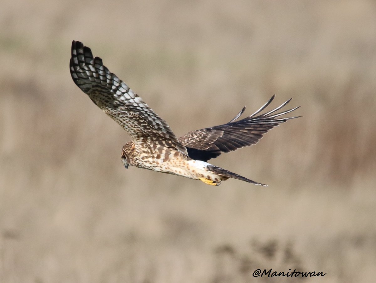 Manitowan's tweet image. @ExperienceDelta @CorpDelta Boundary Bay Delta BC Nature Is Incredible! Some Photos Taken Recently ...Nov 9, 2015