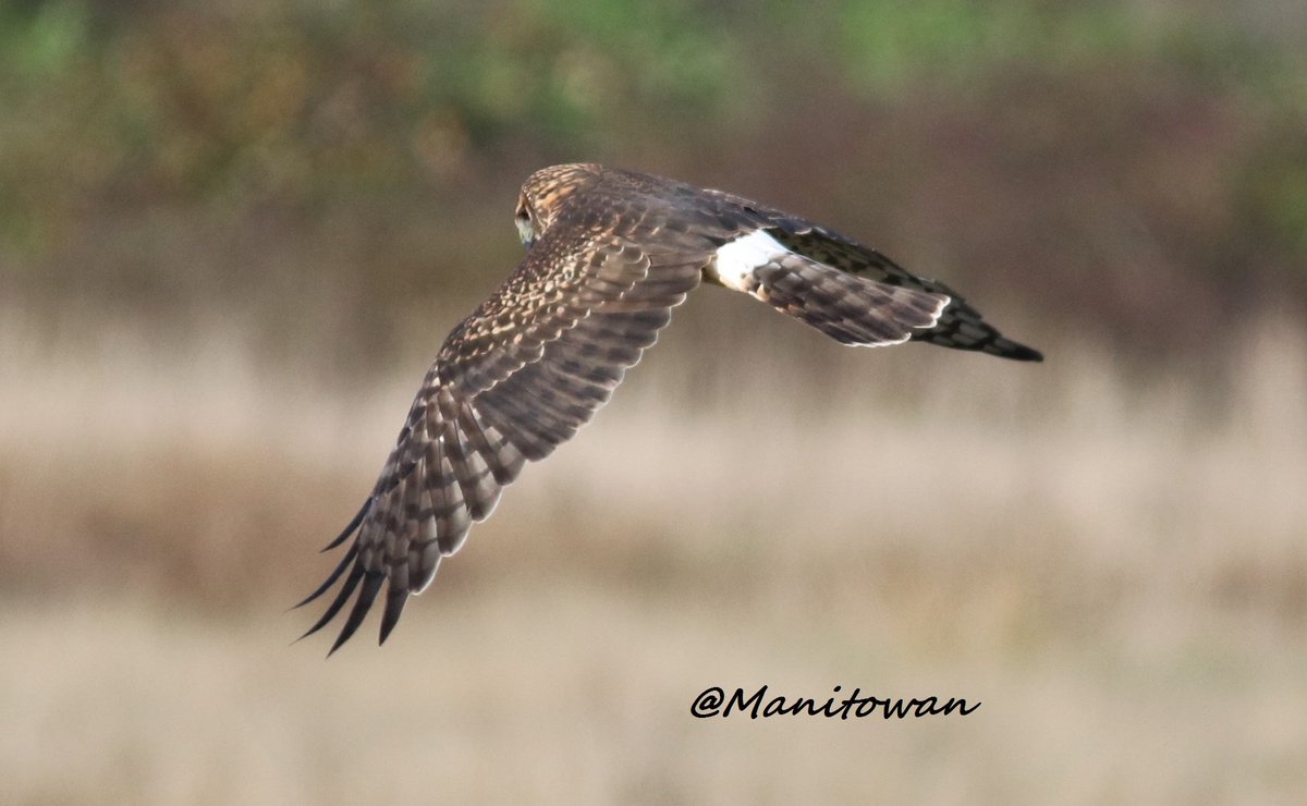 Manitowan's tweet image. @ExperienceDelta @CorpDelta Boundary Bay Delta BC Nature Is Incredible! Some Photos Taken Recently ...Nov 9, 2015