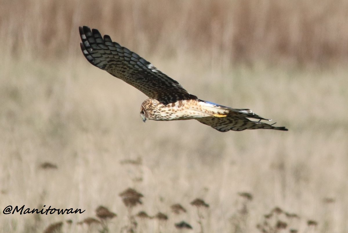Manitowan's tweet image. @ExperienceDelta @CorpDelta Boundary Bay Delta BC Nature Is Incredible! Some Photos Taken Recently ...Nov 9, 2015