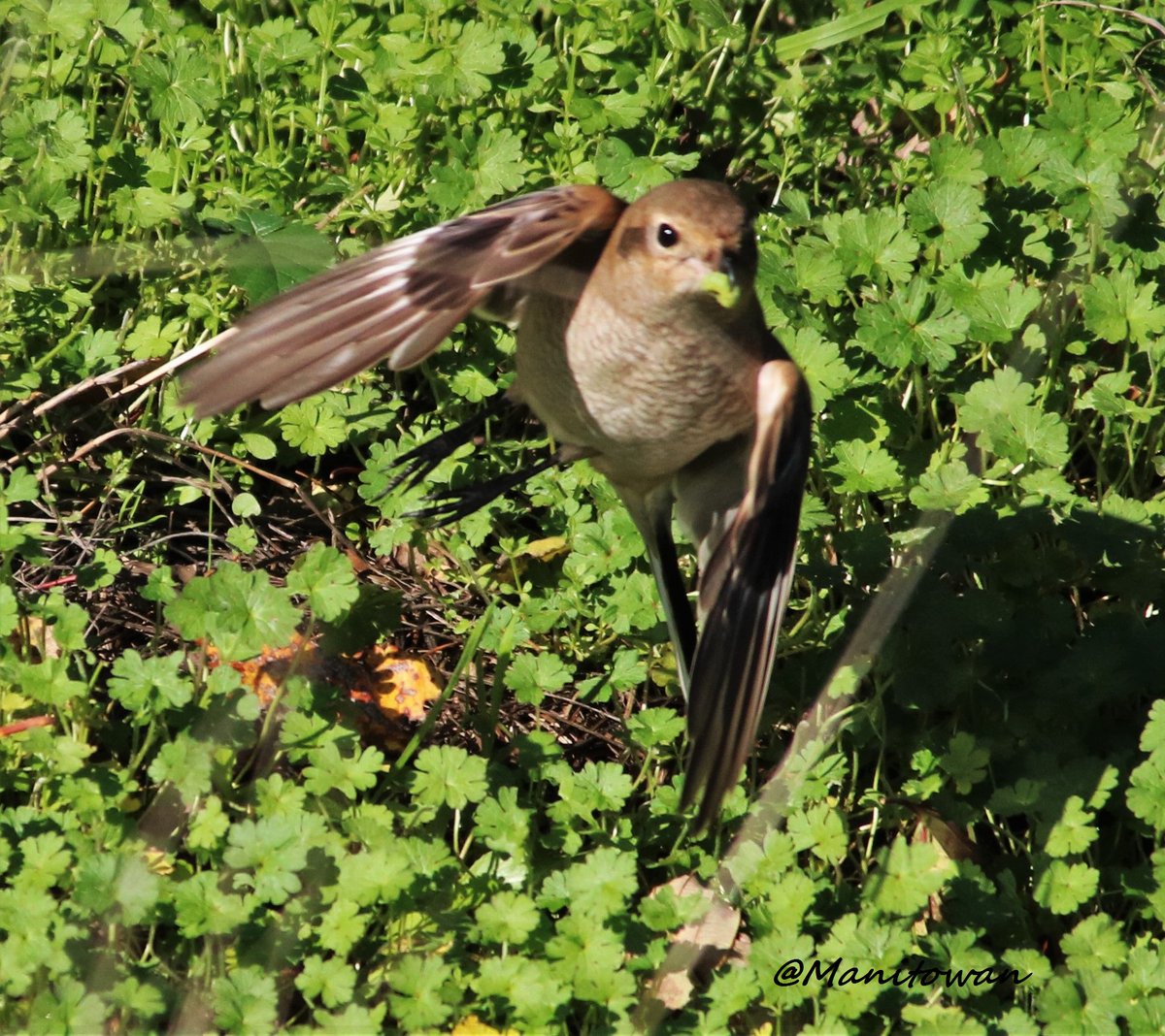 Manitowan's tweet image. @ExperienceDelta @CorpDelta Boundary Bay Delta BC Nature Is Incredible! Some Photos Taken Recently ...Nov 9, 2015