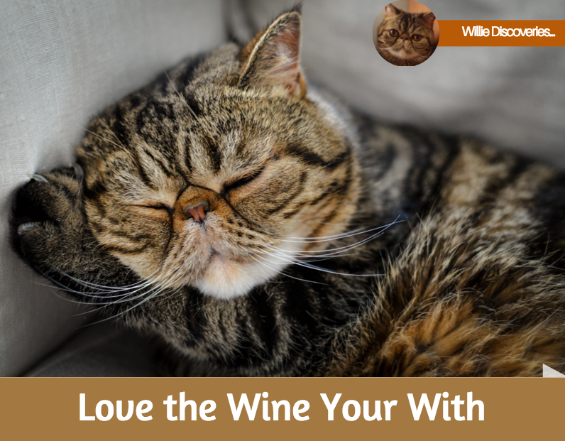 MagicWillie's tweet photo. Love the Wine Your With #CatsOfTwitter #winelovers #wineoclock https://t.co/OpQ3haW4EJ