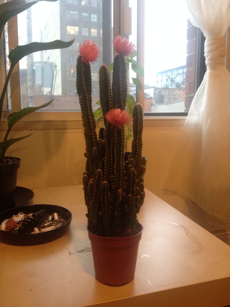 daisujam's tweet photo. @EllenPage will you name my cactus? https://t.co/ZikCoJkn48