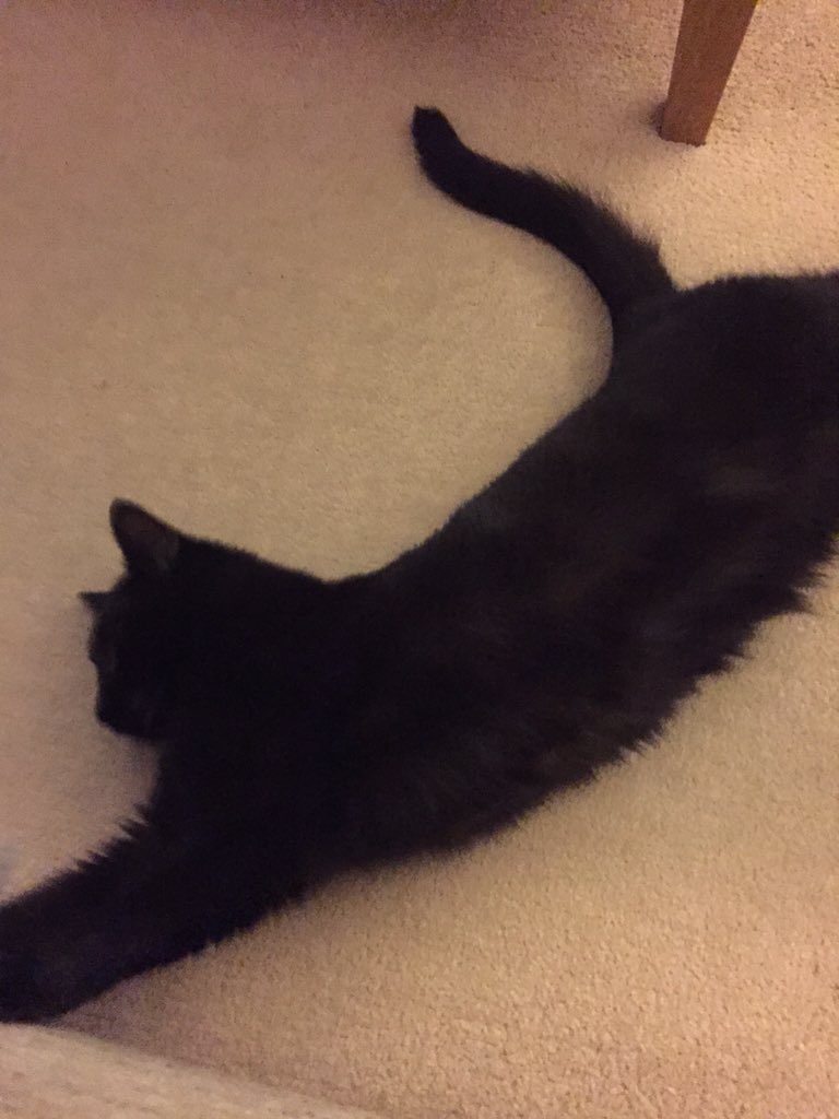 MarleyPeggy1's tweet photo. Stretching out on #jellybellyfriday https://t.co/lIqoyFcEwa