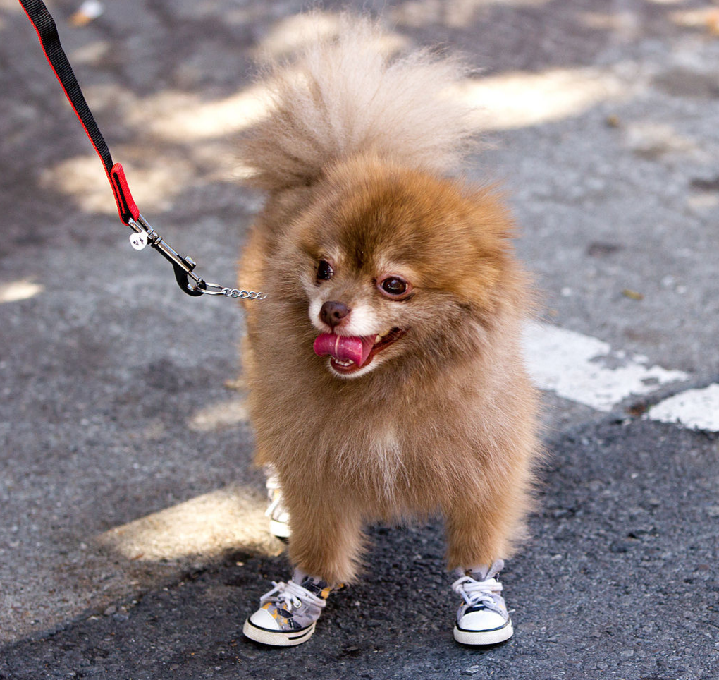 sirMannyMuscles's tweet photo. LolRT @its1833: this dog looks like he is about to fuck the club up #bottlez https://t.co/kbQvGViEc7