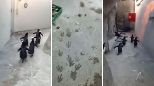 Metro (@MetroUK) on Twitter photo 18/07/2017 14:48:06 A group of penguins broke out of a zoo enclosure in Denmark https://t.co/OmWl72TqVG A group of penguins broke out of a zoo enclosure in Denmark https://t.co/OmWl72TqVG