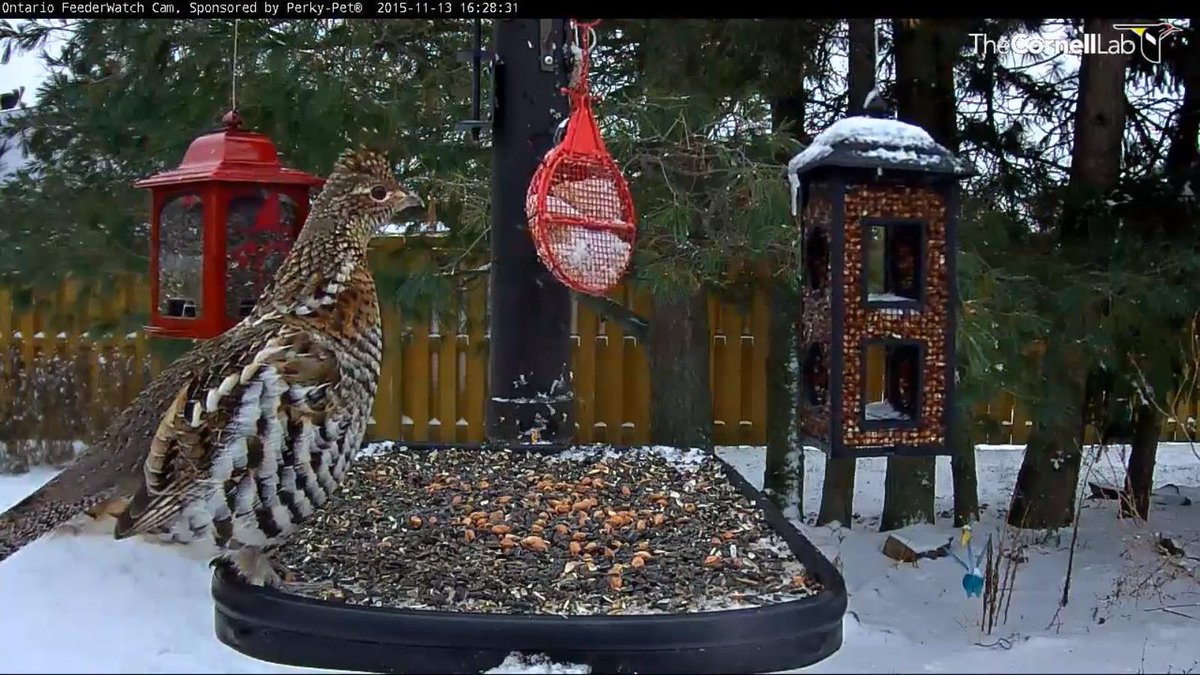 Feederwatch Cam On Twitter 16 28 11 13 Beautiful Ruffed Grouse