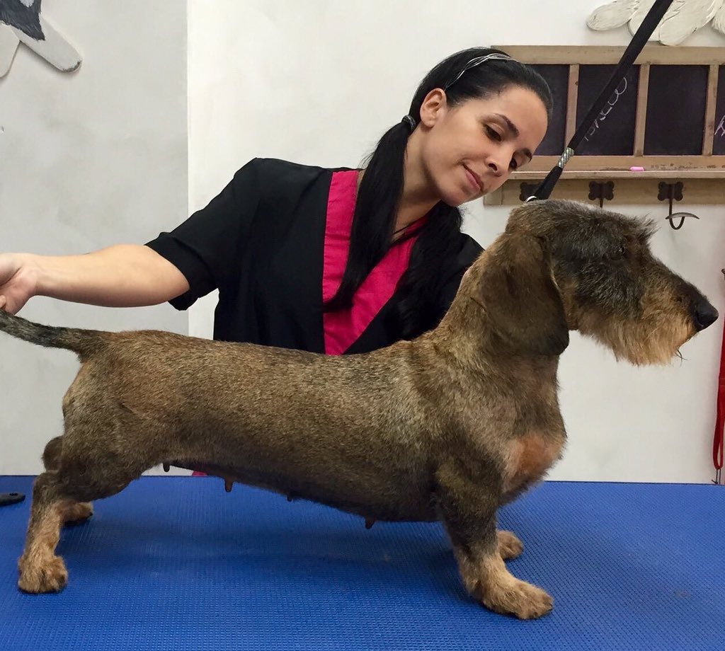 Guau_Que_Pelos's tweet photo. #Teckel #dashound #dashoundsofinstagram #stripping #plucking #estilismocanino #peluqueriacanina #grooming #groomer https://t.co/4qayuyGwV6