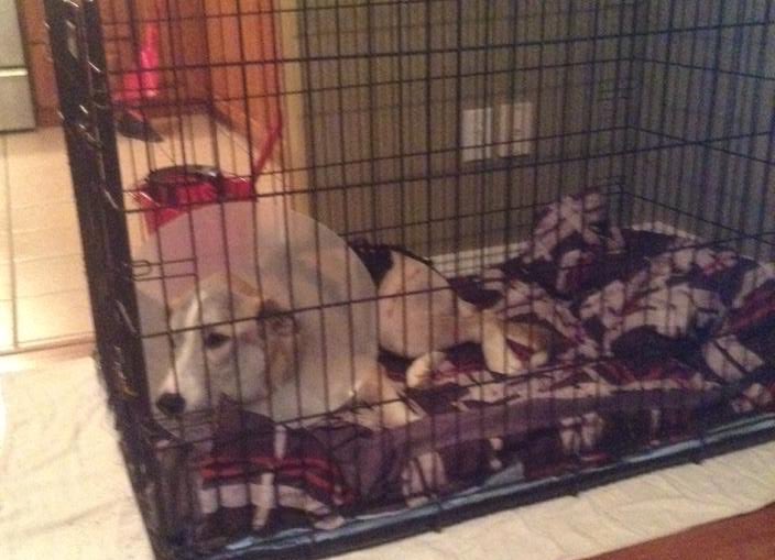 Zeus is home and resting!! His sister is happy to have him home as well as his mom and dad. He is settling in!